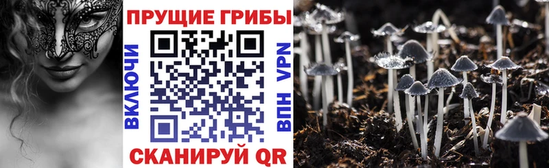 продажа наркотиков  ОМГ ОМГ ссылка  darknet Telegram  Истра  Галлюциногенные грибы MAGIC MUSHROOMS 